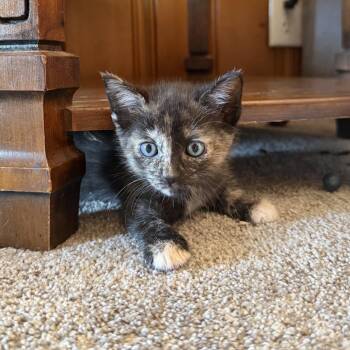Phantom -  Domestic Short Hair Cat for Adoption in Carmel, Indiana - Phantom | PetCurious
