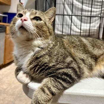 Rescue Domestic Short Hair Cats for Adoption in Little Mountain, South Carolina - Jalaapa | PetCurious
