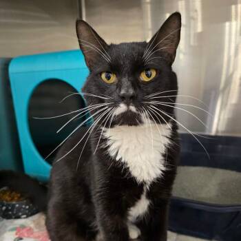 Domestic Short Hair Cats Available for Adoption - Martin Lee | PetCurious