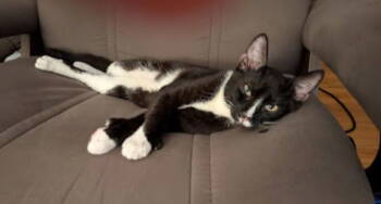 Rescue Tuxedo and Domestic Short Hair Cats for Adoption in San Jose, California - Rico | PetCurious