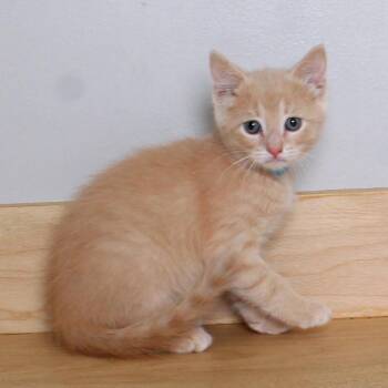 Domestic Short Hair Cats Available for Adoption in Minnetonka, Minnesota - Tambourine C69593 | PetCurious