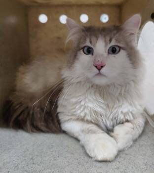 Domestic Medium Hair Cats Available for Adoption in Fruit Heights, Utah - Fir | PetCurious
