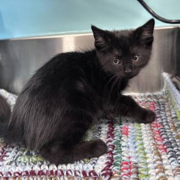 Zeus -  Domestic Short Hair Cat for Adoption in Mount Vernon, Indiana - Zeus | PetCurious