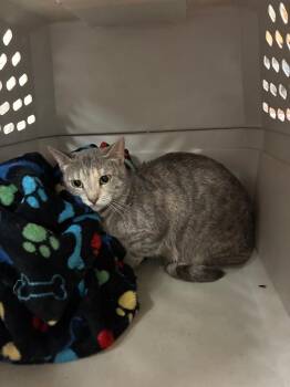 Ruby -  Domestic Short Hair Cat for Adoption in Bossier City, Louisiana - Ruby | PetCurious