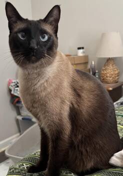 Siamese Cats Available for Adoption in Columbia, South Carolina - Silas | PetCurious