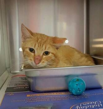 JUNE -  Domestic Short Hair Cat for Adoption in St. Peters, Missouri - JUNE | PetCurious