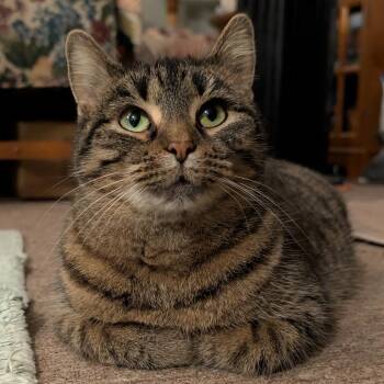 Solara -  Domestic Short Hair Cat for Adoption in Marion, Illinois - Solara | PetCurious
