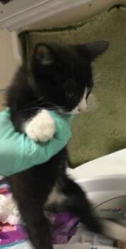 Domestic Short Hair Cats Available for Adoption in Riverside, California - TUX | PetCurious
