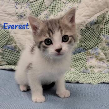 Everest -  Domestic Short Hair Cat Available for Adoption in Parkersburg, West Virginia - Everest | PetCurious