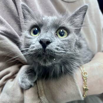 Russian Blue Cats Available for Adoption - Shimmer | PetCurious