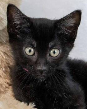 Kangaroo -  Domestic Short Hair Cat for Adoption in Kennesaw, Georgia - Kangaroo | PetCurious