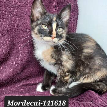 Mordecai -  Domestic Short Hair Cat for Adoption in New Tazewell, Tennessee - Mordecai | PetCurious