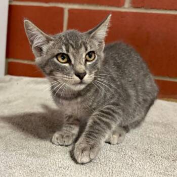 Zuma -  Domestic Short Hair Cat for Adoption in Cabot, Arkansas - Zuma | PetCurious