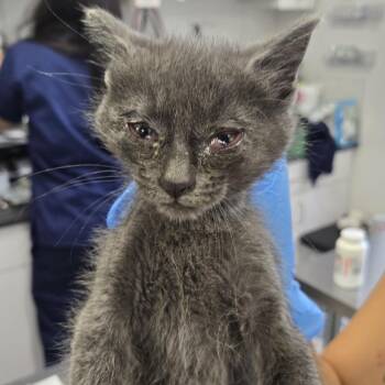 Domestic Short Hair Cats Available for Adoption in Newark, New Jersey - Eggs | PetCurious