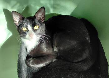 Samuel -  Tuxedo Cat for Adoption in Melbourne, Florida - Samuel | PetCurious