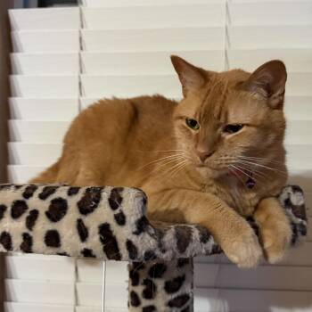 Peachy -  Tabby Cat for Adoption in Fort Worth, Texas - Peachy | PetCurious