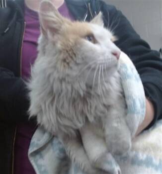 CHARLIE -  Domestic Long Hair Cat for Adoption in Salinas, California - CHARLIE | PetCurious