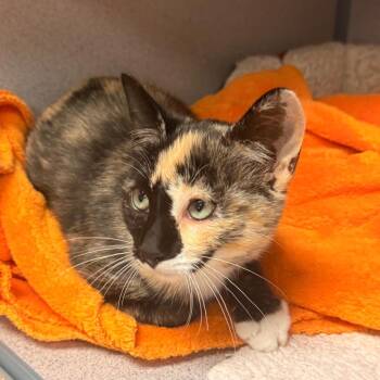 Purrsephone -  Domestic Short Hair Cat for Adoption in Goleta, California - Purrsephone | PetCurious
