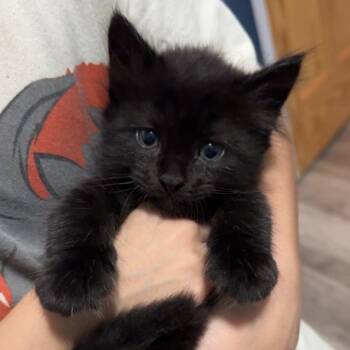 Reign C12479 -  Domestic Medium Hair Cat for Adoption - Reign C12479 | PetCurious