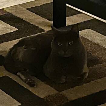 Rescue Domestic Short Hair Cats for Adoption in Las Vegas, Nevada - Benjamin | PetCurious