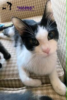 Momo -  Domestic Short Hair Cat for Adoption in Centerville, Utah - Momo | PetCurious