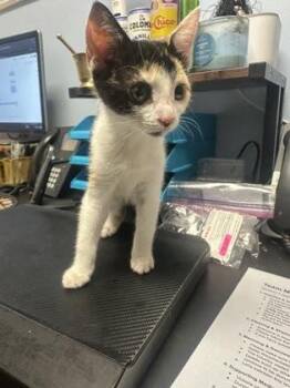Darya -  Domestic Short Hair Cat for Adoption in Chamblee, Georgia - Darya | PetCurious