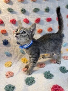 Joel PA -  Domestic Short Hair Cat for Adoption in Denham Springs, Louisiana - Joel PA | PetCurious