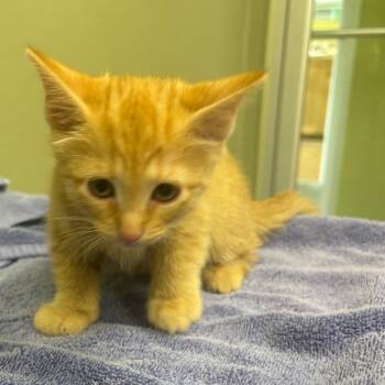 Domestic Short Hair Cats Available for Adoption in Kyle, Texas - JULIANNA | PetCurious