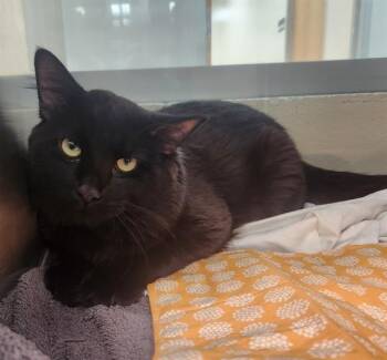 EREBUS -  Domestic Long Hair Cat for Adoption in Pueblo, Colorado - EREBUS | PetCurious