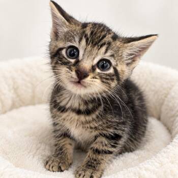 Rocco -  Domestic Short Hair Cat for Adoption in Redwood Falls, Minnesota - Rocco | PetCurious