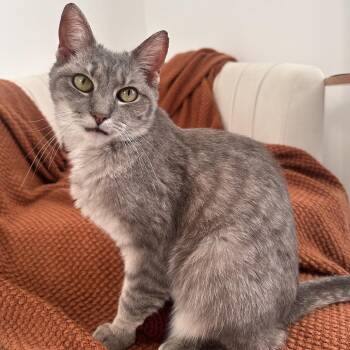 Spoon -  Domestic Short Hair Cat for Adoption in York, Pennsylvania - Spoon | PetCurious