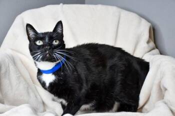 Domestic Short Hair Cats Available for Adoption in Yakima, Washington - Tux | PetCurious