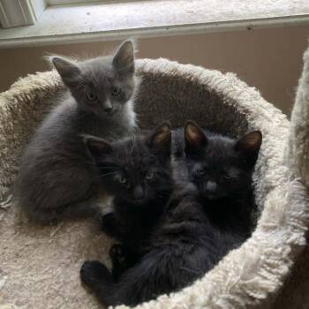 Domestic Short Hair Cats Available for Adoption in Bentonville, Arkansas - Blanca | PetCurious