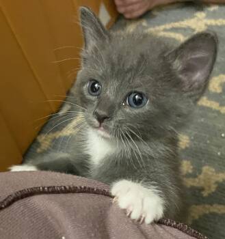 Dizzy -  Domestic Short Hair Cat for Adoption in Corrales, New Mexico - Dizzy | PetCurious