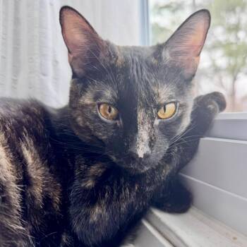 Rescue Domestic Short Hair Cats for Adoption in Plainfield, Illinois - Peppa | PetCurious
