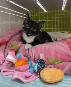 Domestic Short Hair Cats Available for Adoption - Fable 7601 | PetCurious