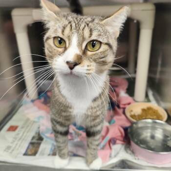 Tamale -  Domestic Short Hair Cat for Adoption in Jersey City, New Jersey - Tamale | PetCurious