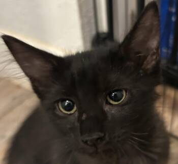Esmarie -  Domestic Medium Hair Cat for Adoption in North Highlands, California - Esmarie | PetCurious
