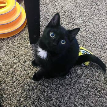 Domestic Short Hair Cats Available for Adoption - Rose | PetCurious