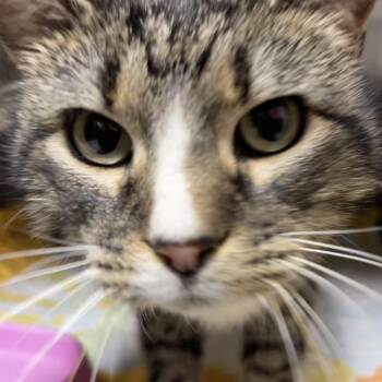 Rescue Domestic Short Hair Cats for Adoption in Murray, Utah - Mamas | PetCurious