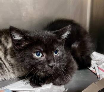 Ice Spice -  Domestic Short Hair Cat for Adoption in Cincinnati, Ohio - Ice Spice | PetCurious