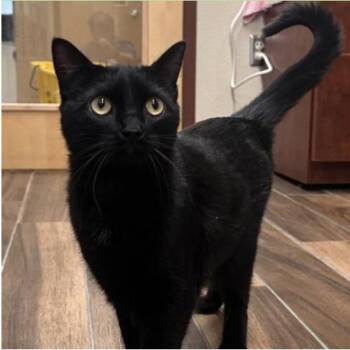 Pandora -  Domestic Short Hair Cat for Adoption in Reno, Nevada - Pandora | PetCurious