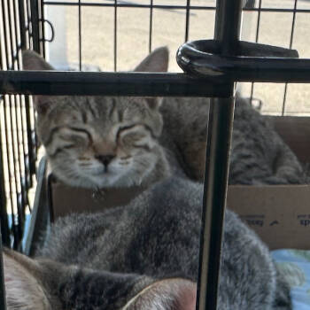 Rescue Domestic Short Hair Cats for Adoption in Greenfield, Indiana - Grove - Litter 2 Kitten 2 Male | PetCurious