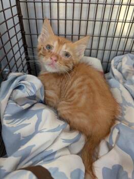 WESLEY -  Domestic Short Hair Cat Available for Adoption in San Antonio, Texas - WESLEY | PetCurious