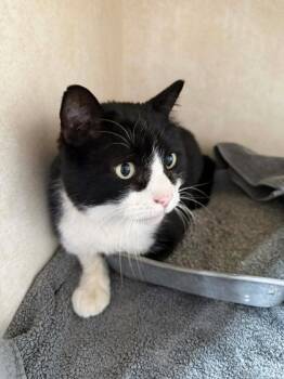 Zorro -  Domestic Short Hair Cat Available for Adoption in Canon City, Colorado - Zorro | PetCurious