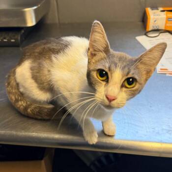 Binky -  Domestic Short Hair Cat for Adoption in Tuscaloosa, Alabama - Binky | PetCurious
