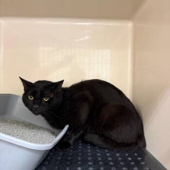 Brillo -  Domestic Short Hair Cat for Adoption in Auburn, Alabama - Brillo | PetCurious