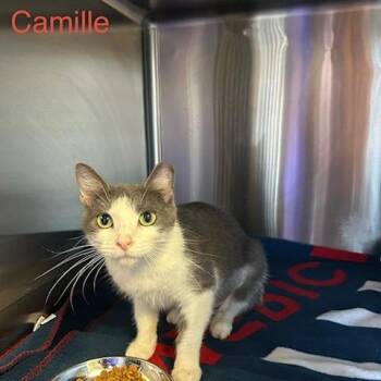 Camille -  Domestic Short Hair Cat for Adoption in Knoxville, Tennessee - Camille | PetCurious