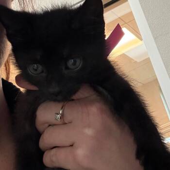 American Shorthair Cats Available for Adoption in Englewood, Florida - Remy | PetCurious