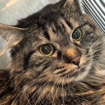 Ragdoll and Domestic Long Hair Cats Available for Adoption in West Des Moines, Iowa - Lo Mein | PetCurious